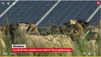 Une cinquantaine de brebis landaises sont désormais installées dans la centrale solaire de Miradoux afin d'entretenir les quinze hectares d'espaces naturels du site.