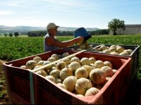 La récolte des melons de Lectoure a démarré mi-juin et se poursuivra jusqu'en septembre./ Photo DDM, Nedir Debbiche